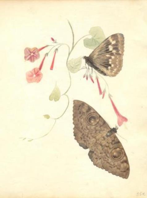 ANONIMO. Farfalle in marrone su carta bianca con fiori in rosa.