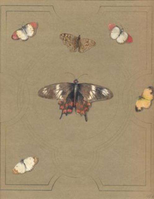 ANONIMO. Farfalle in colore su carta marrone.
