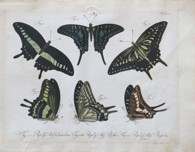 SCHMIDT, LUDEWIG. Sei farfalle in marrone nero e verde.