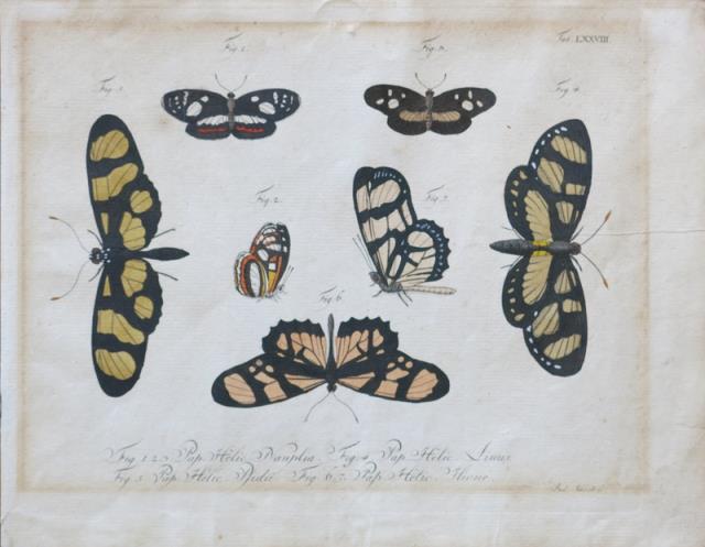 SCHMIDT, LUDEWIG. Sette farfalle in marrone nero e arancione.