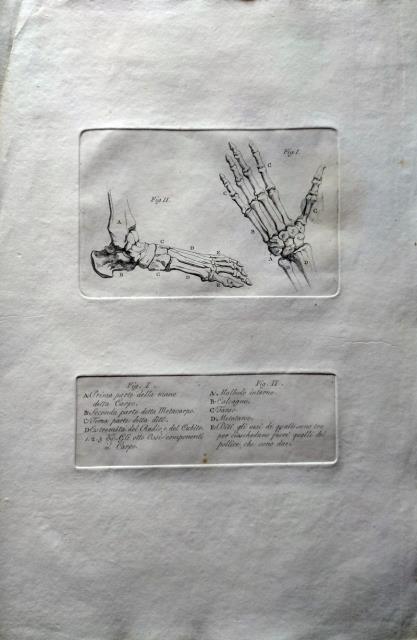 ANONIMO. Prima parte della mano / Malleolo interno.