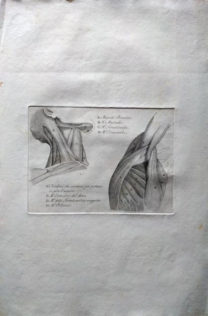 ANONIMO. Muscoli biventri.