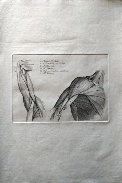 ANONIMO. Muscolo deltoide.