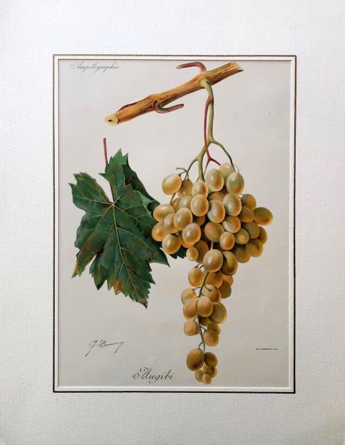 VIALA, PIERRE - VIRMOREL, VICTOR - CHAMPENOIS, F. Augibi.