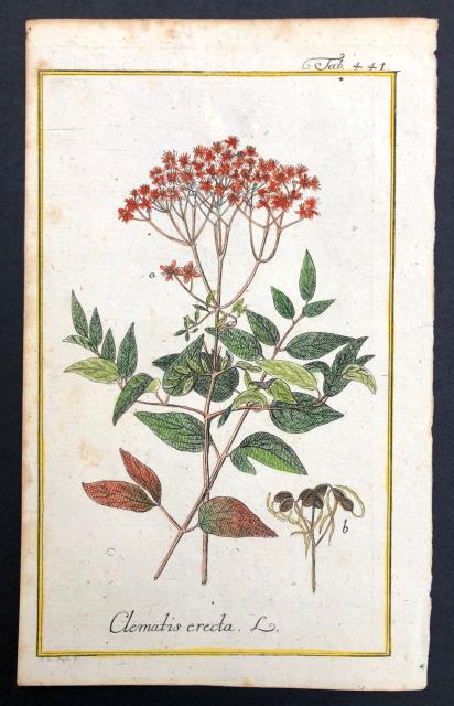 ANONIMO. Clematis erecta.