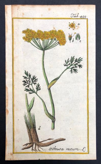 ANONIMO. Cethusa meum.